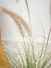 Snake Plant